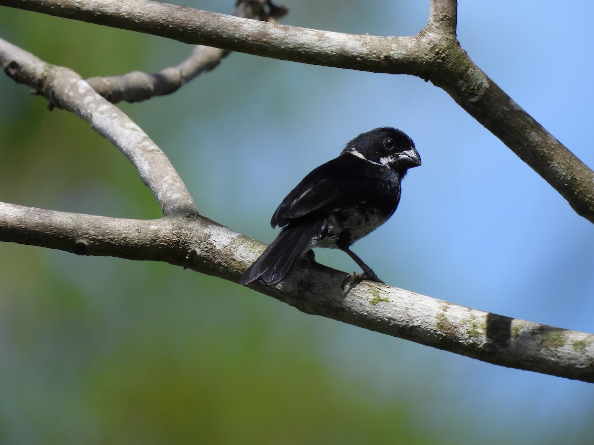 Variable Seedeater - ML635255411