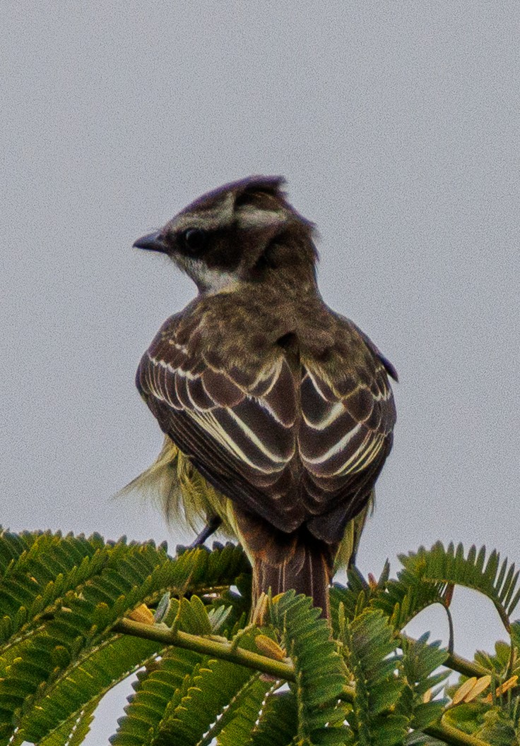Piratic Flycatcher - ML635255442