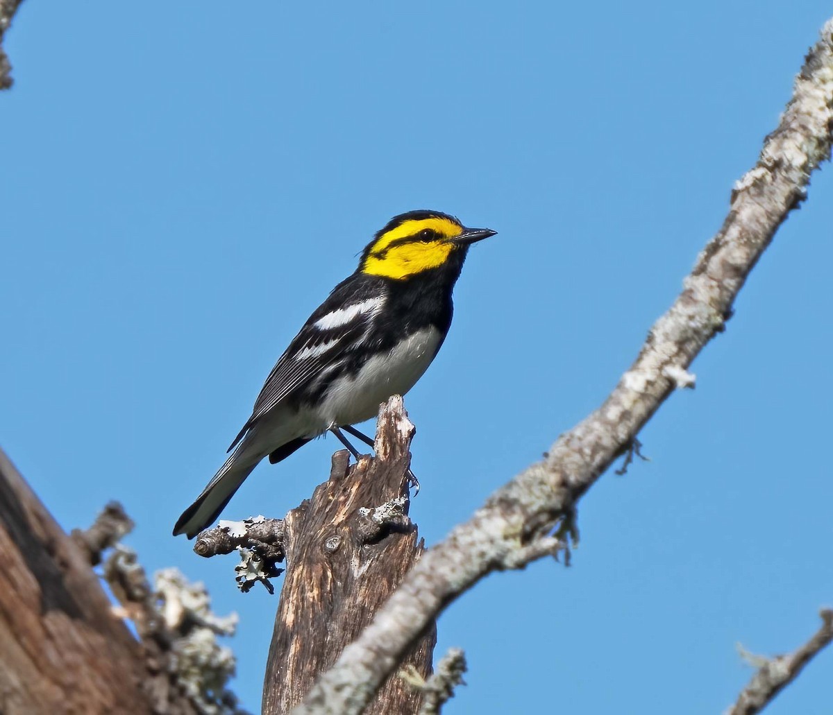 Golden-cheeked Warbler - ML635255456