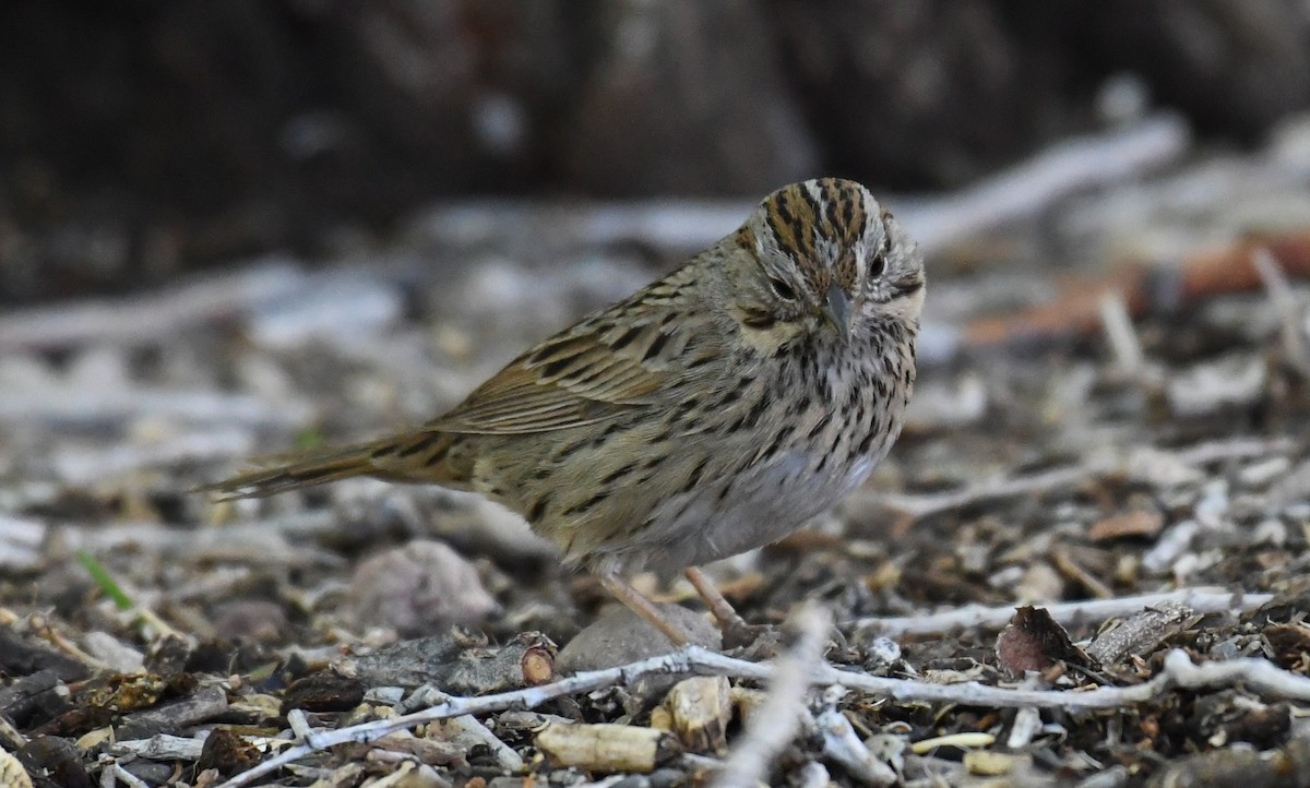 Lincoln's Sparrow - ML635255458