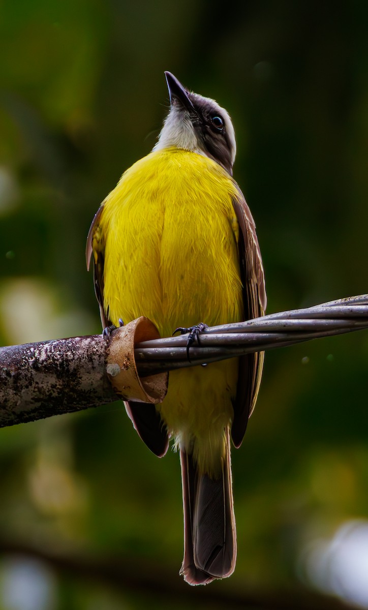 Social Flycatcher - ML635255481