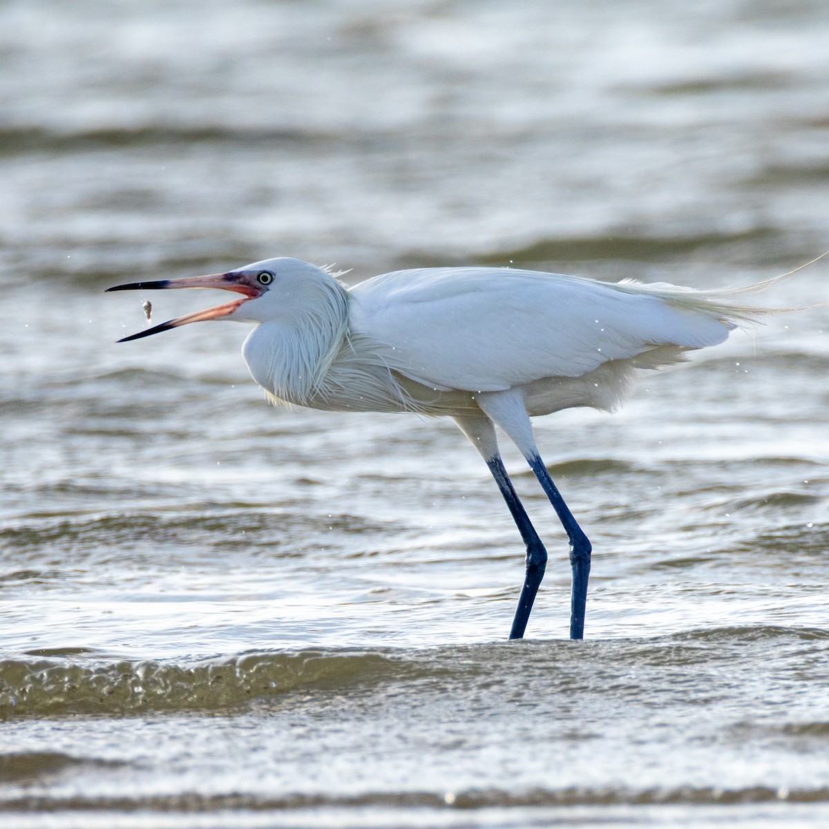 volavka červenavá - ML635255574