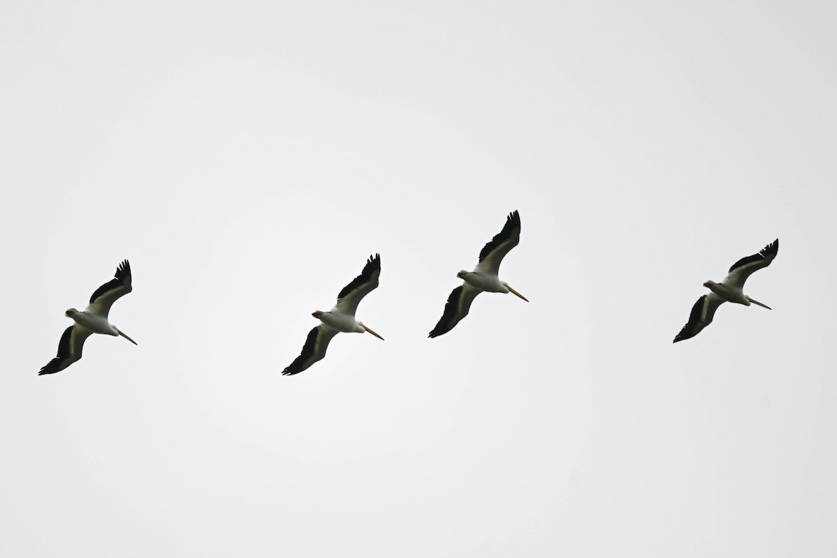 American White Pelican - ML635255633