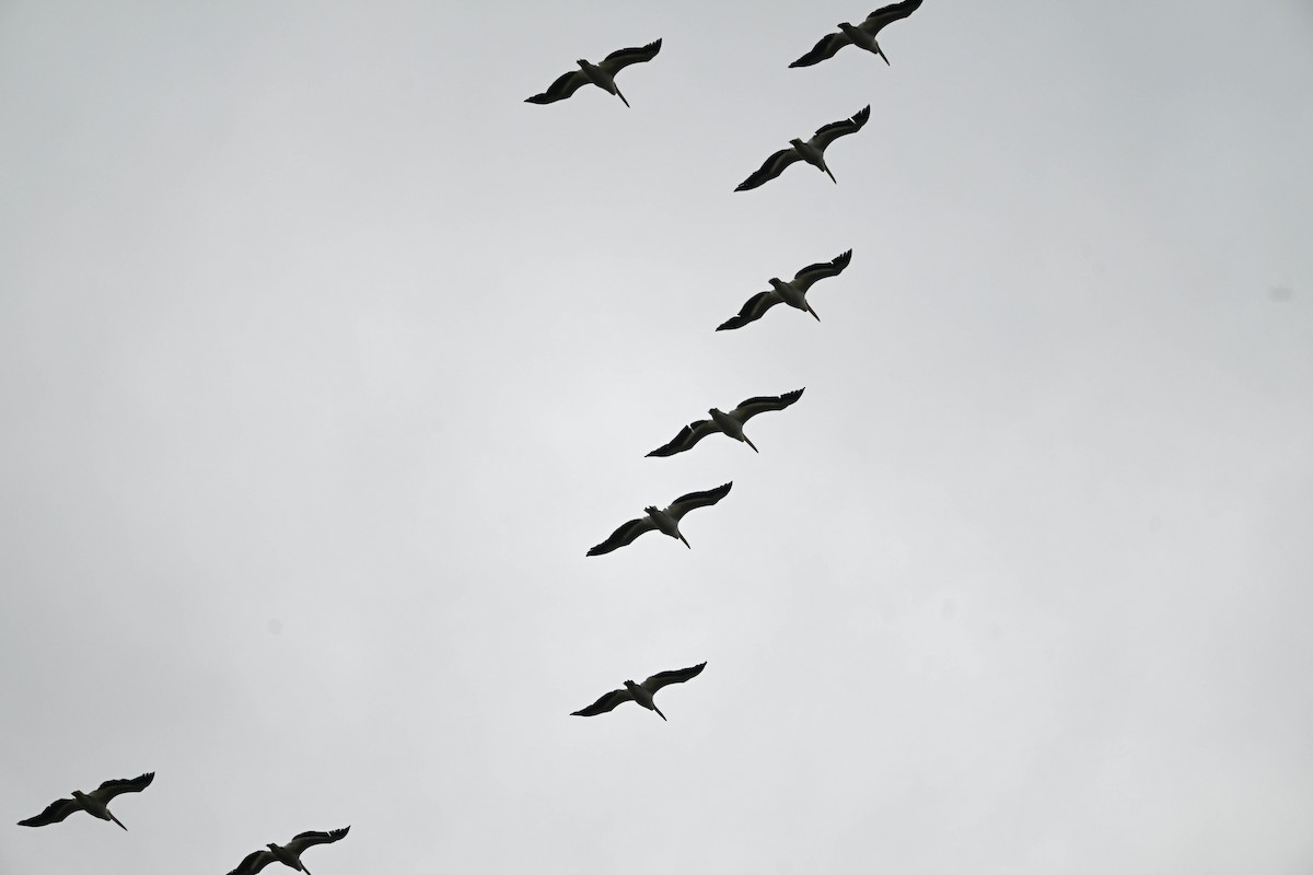 American White Pelican - ML635255634