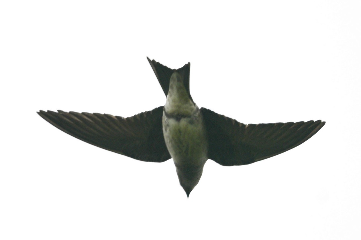 Purple Martin - ML635255672