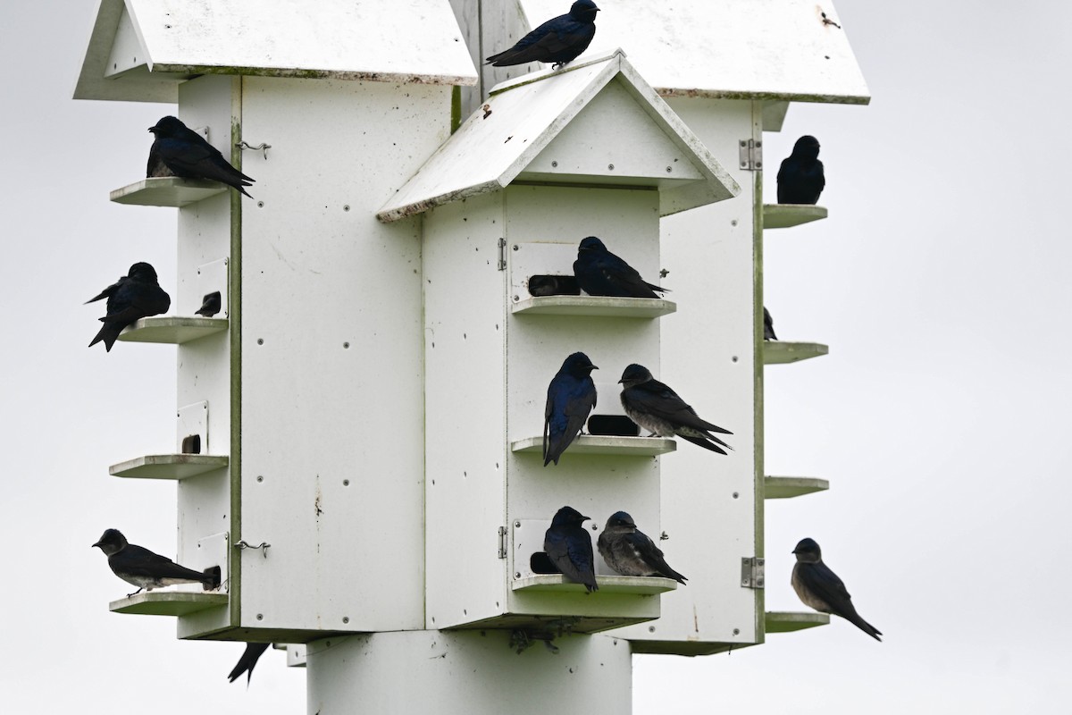 Purple Martin - ML635255673