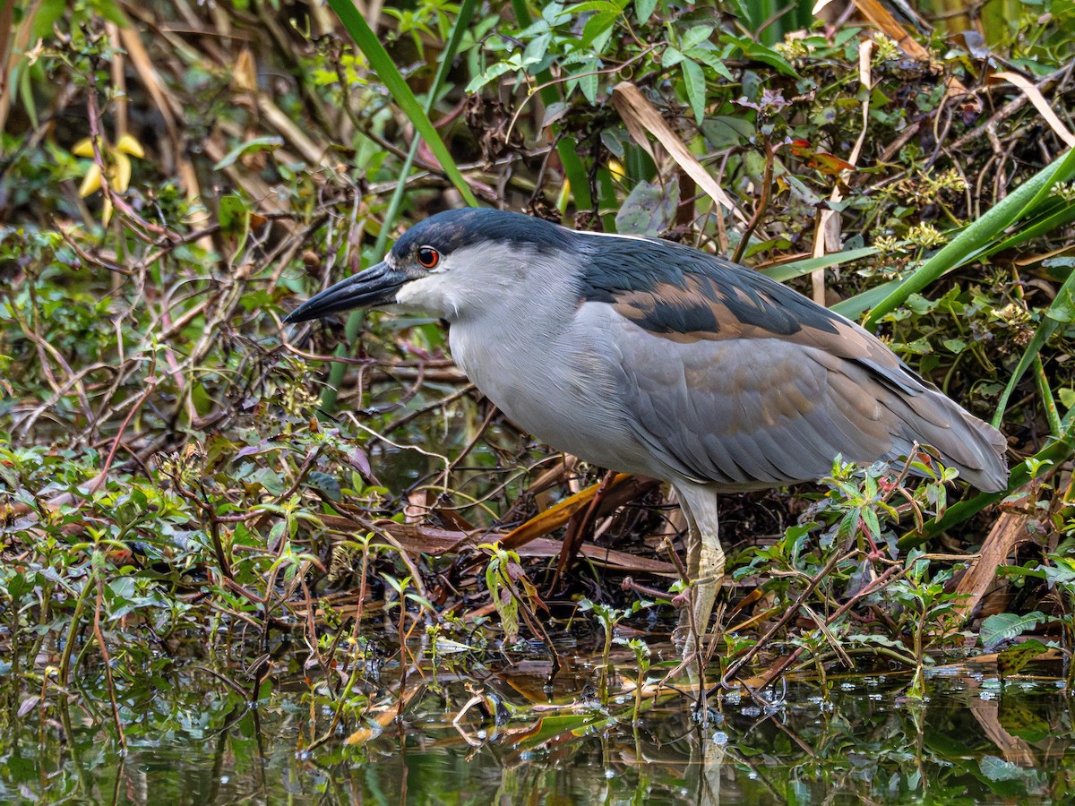 Black-crowned Night Heron - ML635255725
