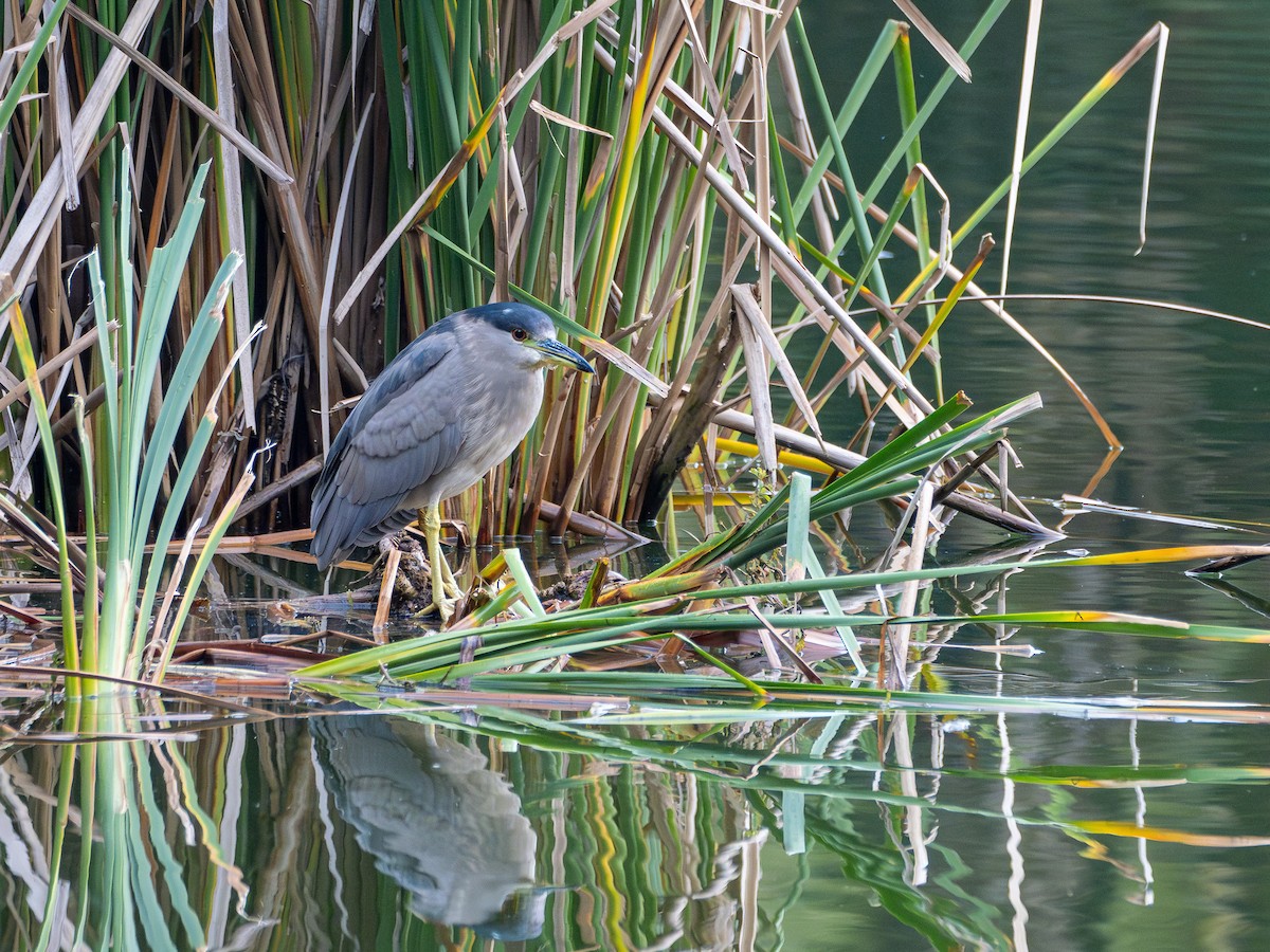 Black-crowned Night Heron - ML635255726