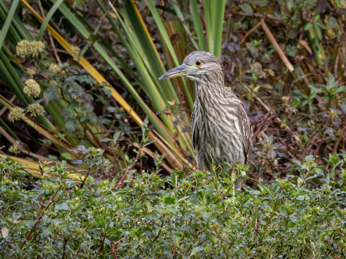 Black-crowned Night Heron - ML635255727