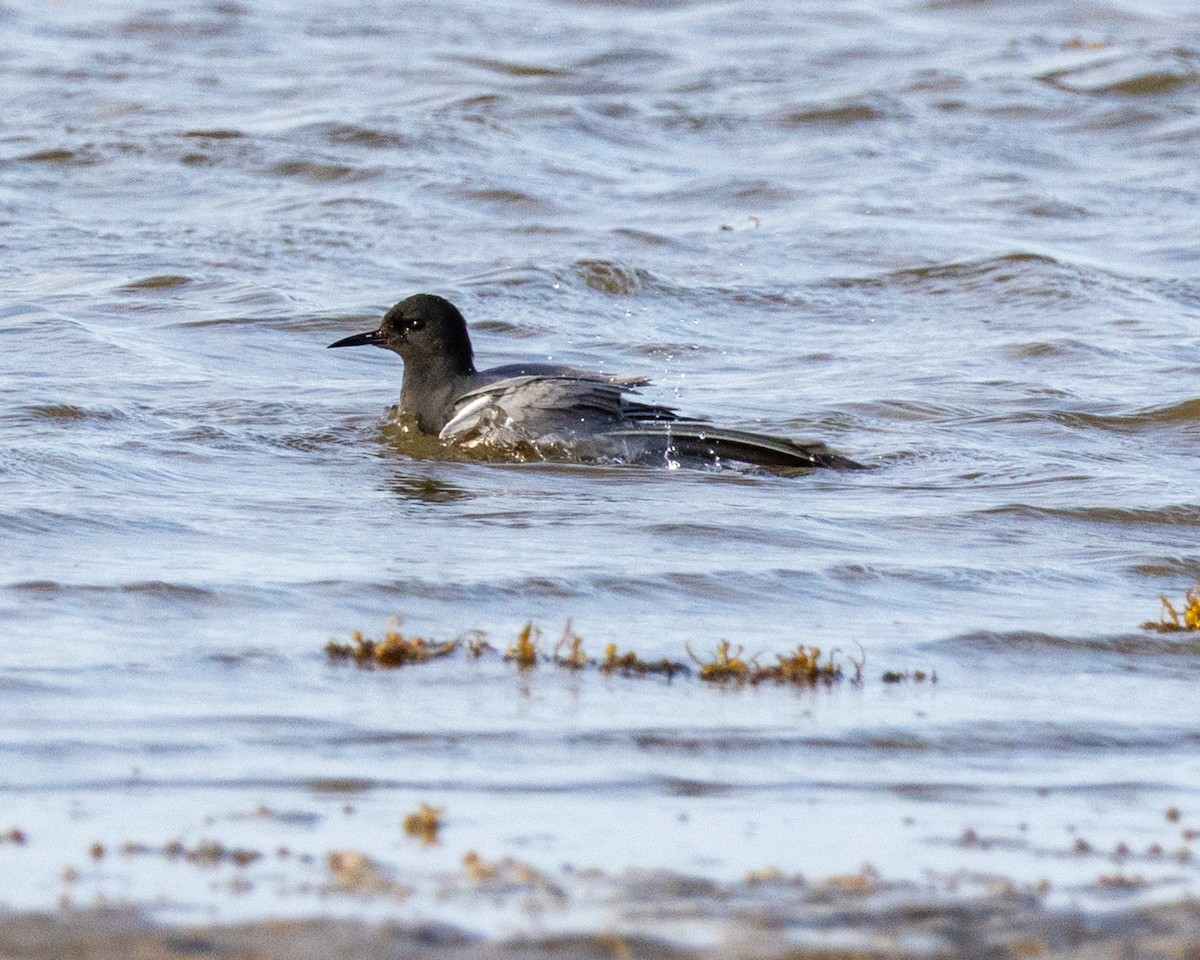 rybák černý - ML635255753