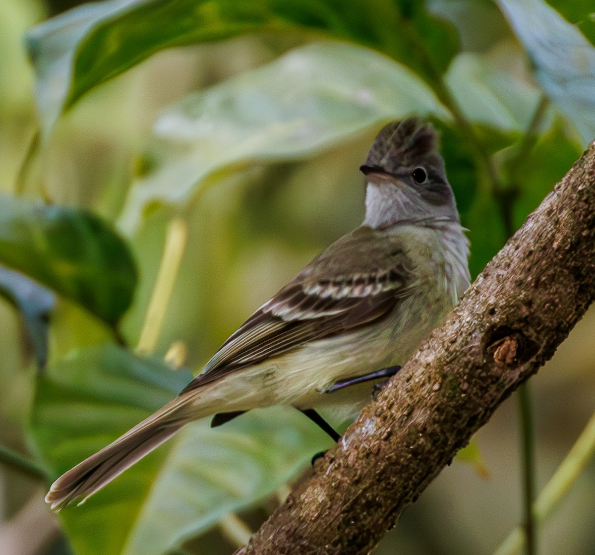 Yellow-bellied Elaenia - ML635255771