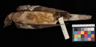  - Passenger Pigeon
