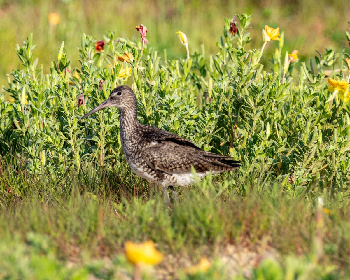 vodouš břehoušovitý - ML635255844