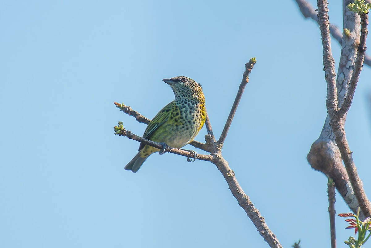 Spotted Tanager - ML635255847