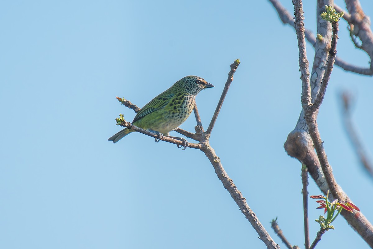 Spotted Tanager - ML635255848