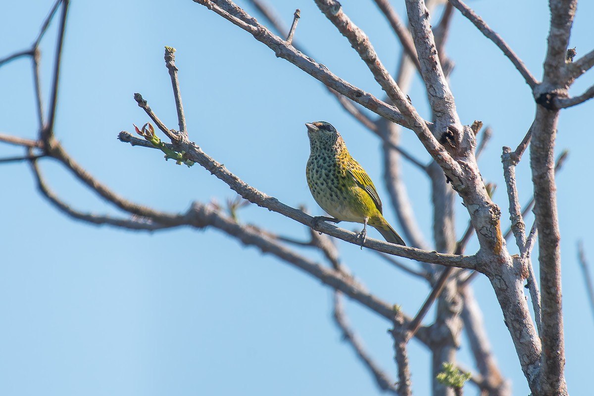 Spotted Tanager - ML635255850