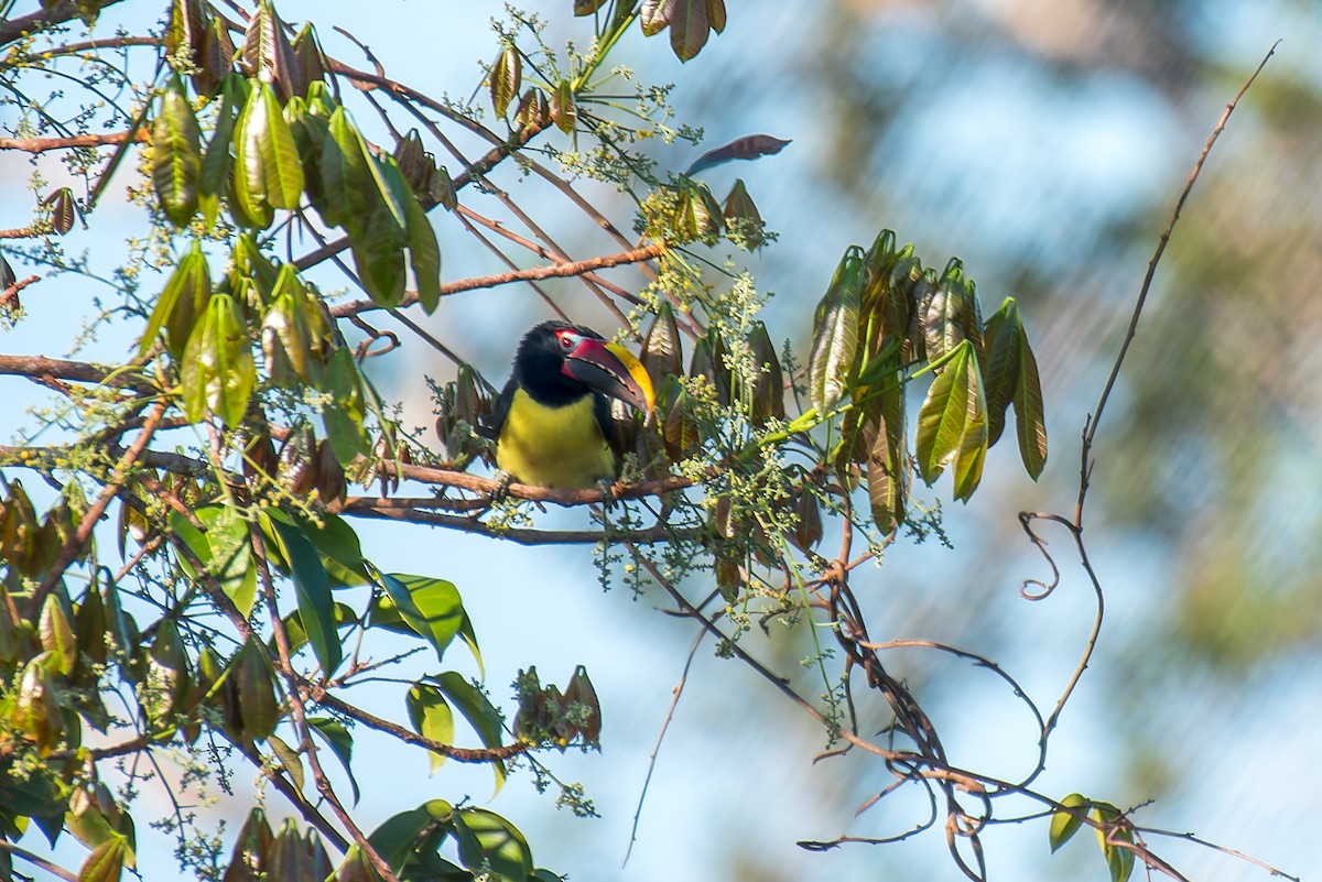 Green Aracari - ML635255950