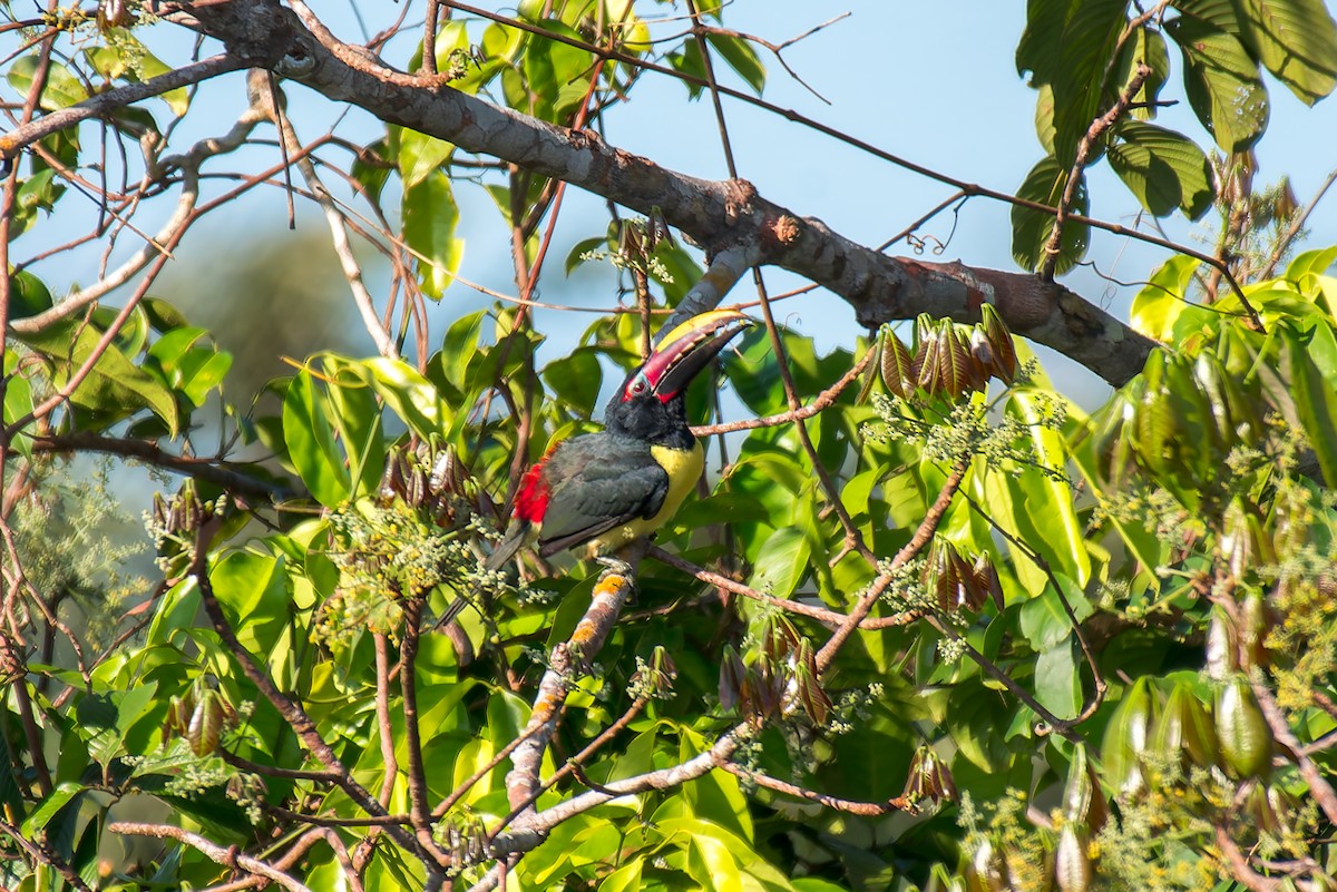 Green Aracari - ML635255961