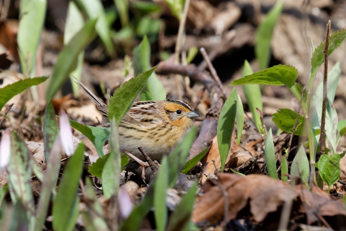 LeConte's Sparrow - ML635255989