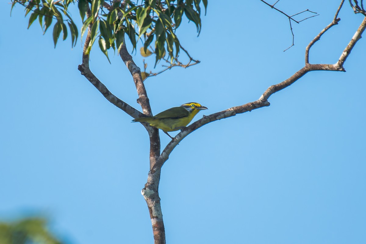 Slaty-capped Shrike-Vireo - ML635256017