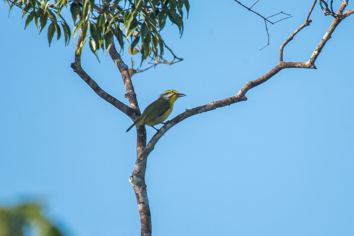 Slaty-capped Shrike-Vireo - ML635256018
