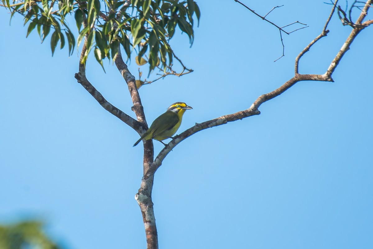 Slaty-capped Shrike-Vireo - ML635256019