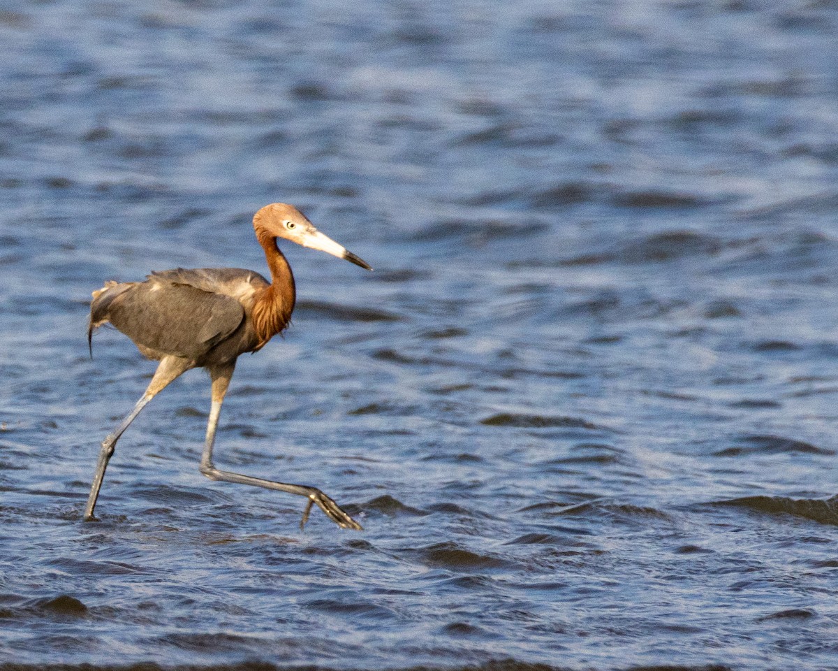 volavka červenavá - ML635256035