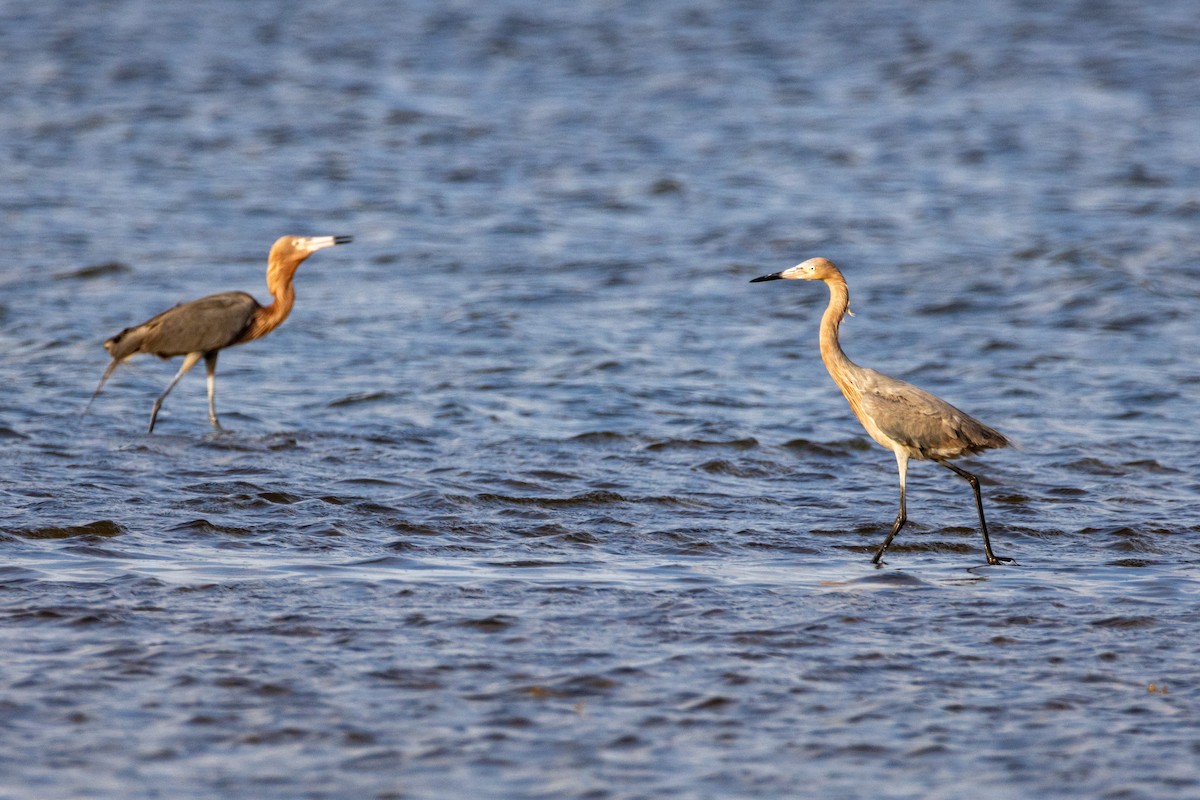 volavka červenavá - ML635256036