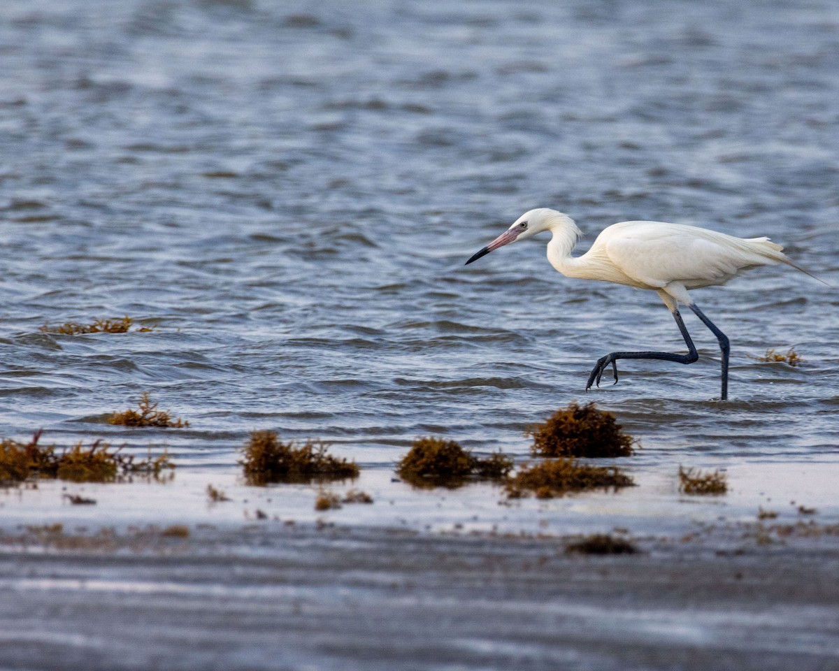 volavka červenavá - ML635256037