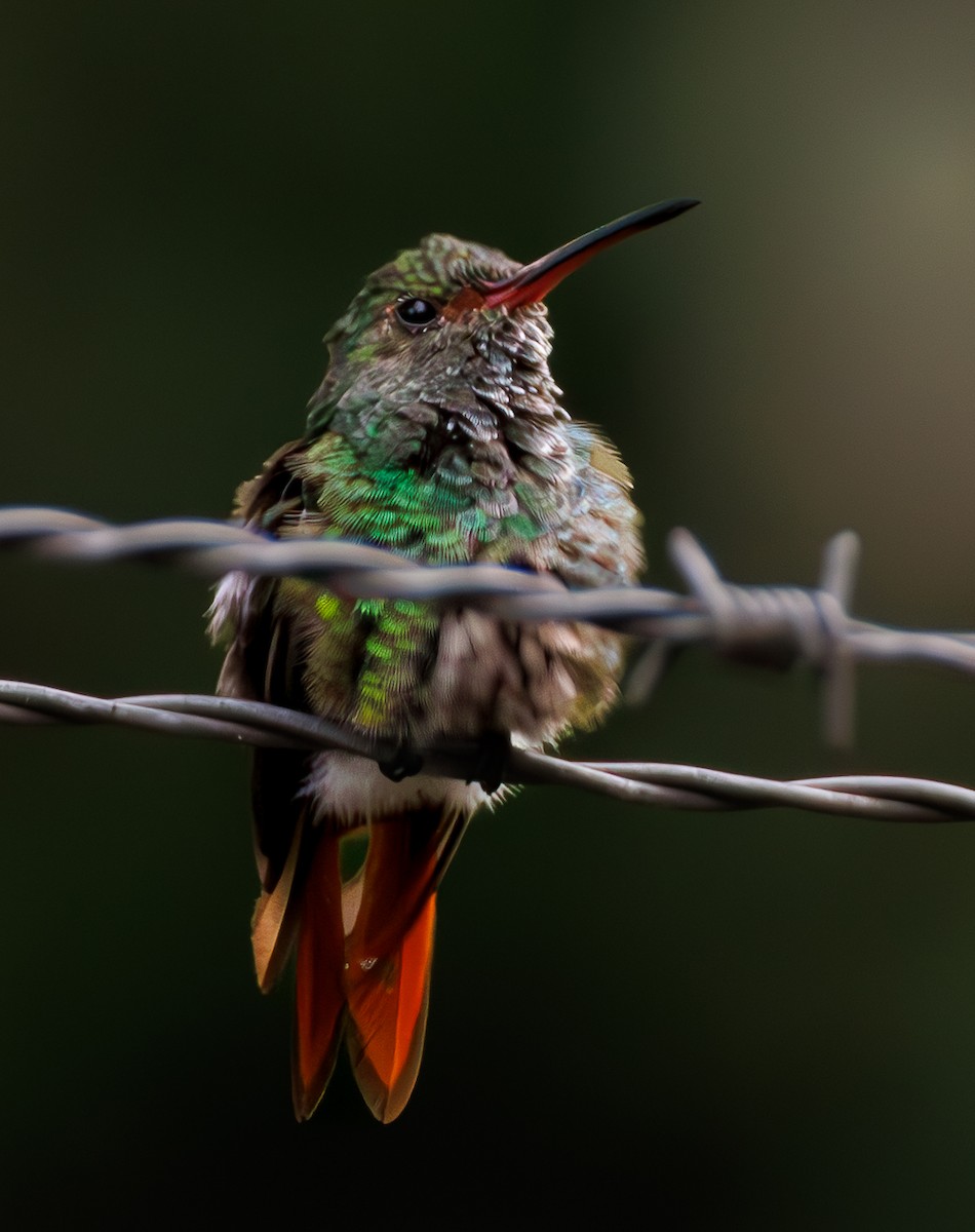 Rufous-tailed Hummingbird - ML635256102
