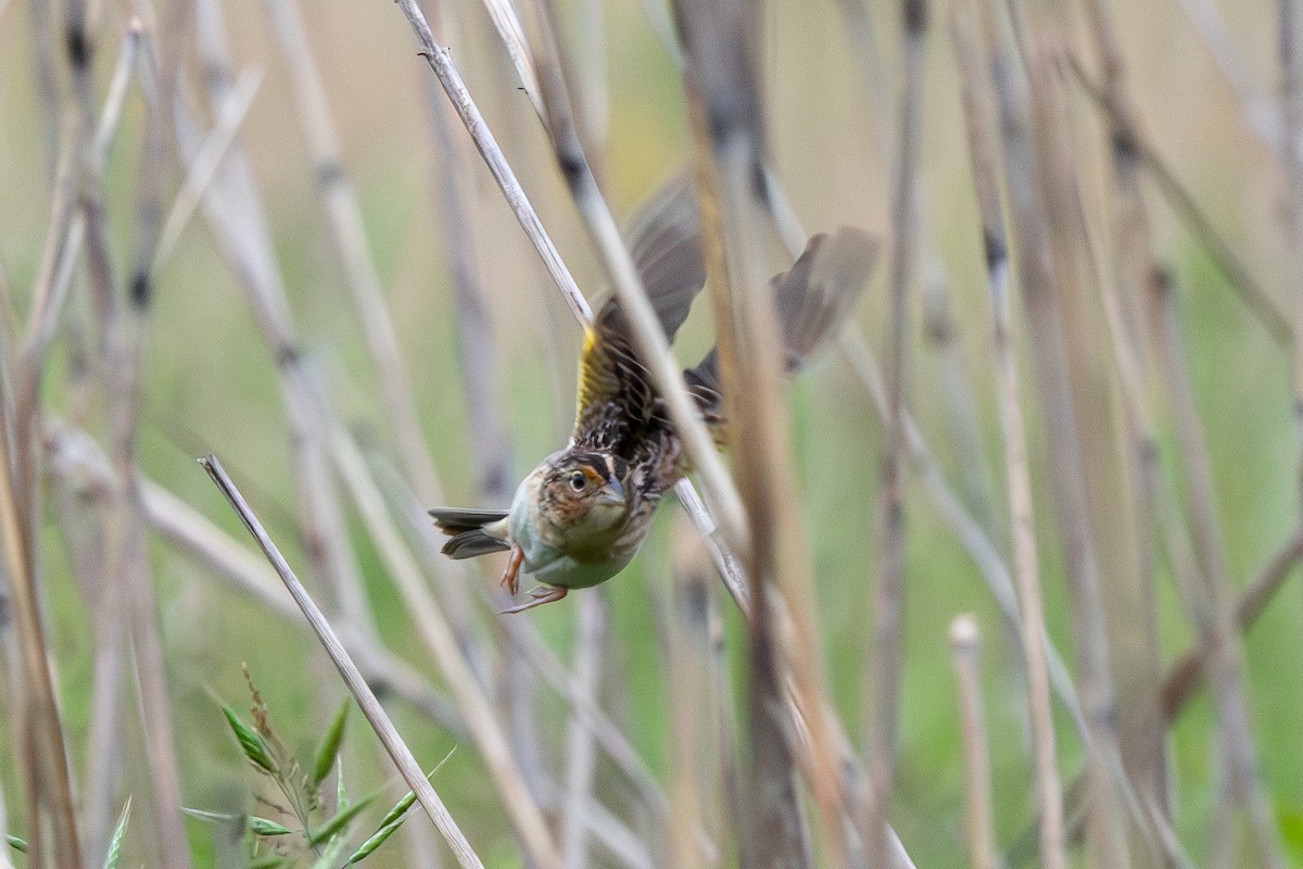 Grasshopper Sparrow - ML635256142