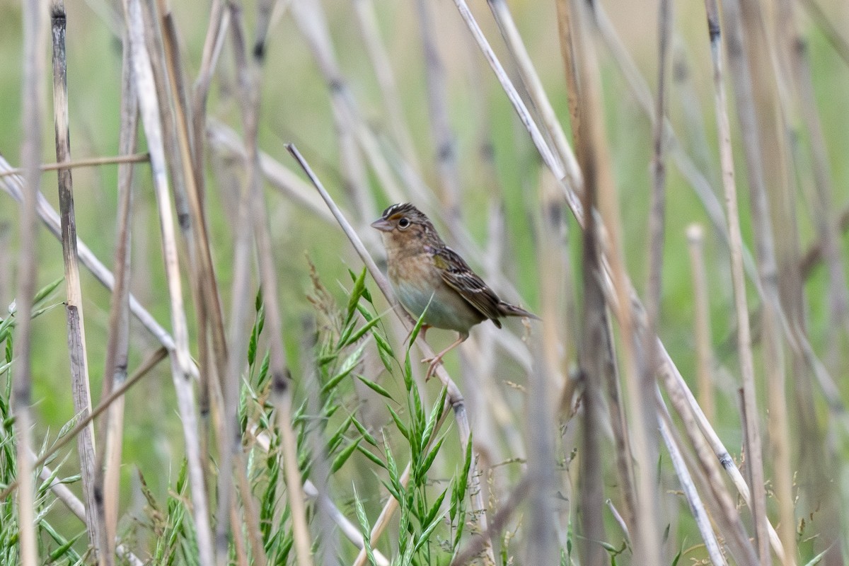Grasshopper Sparrow - ML635256143