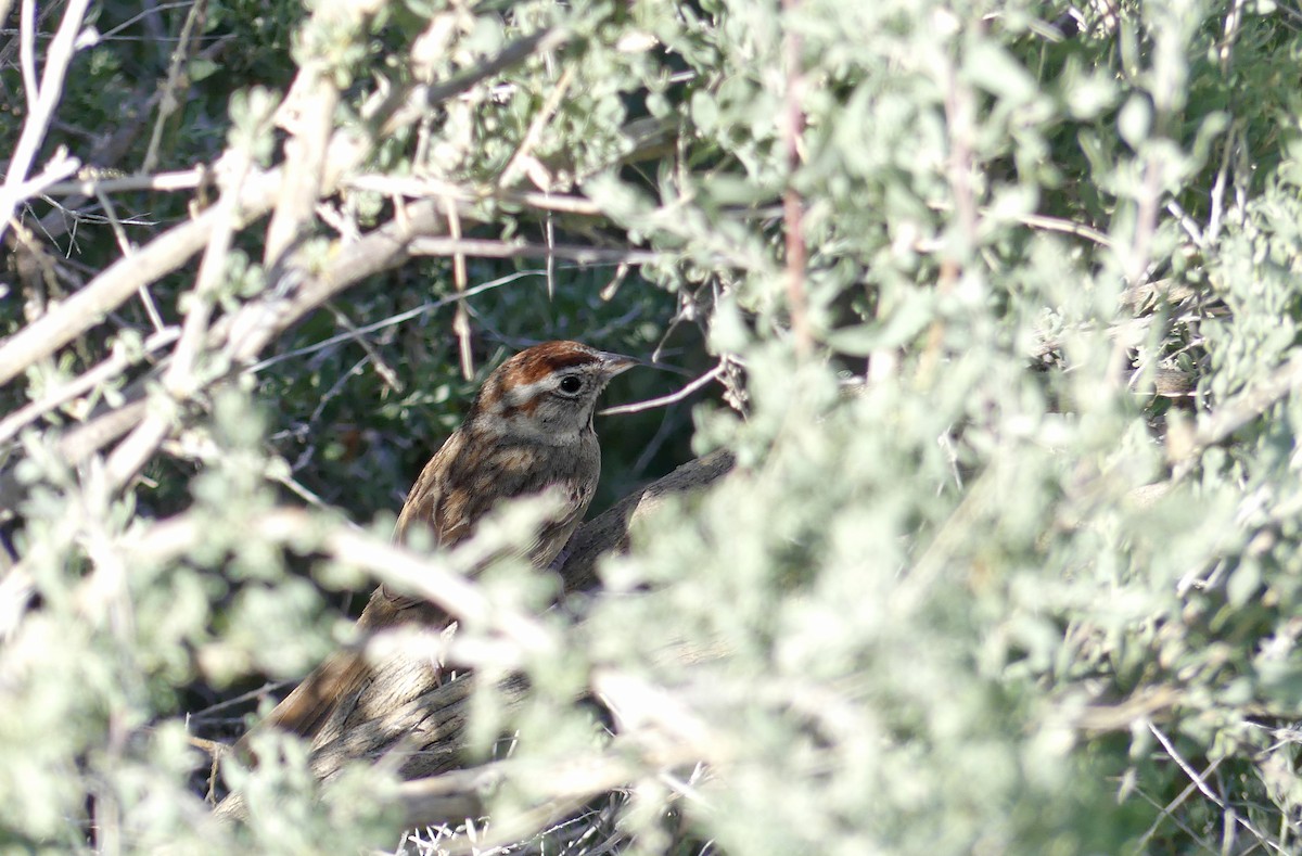 Rufous-crowned Sparrow - ML635256186