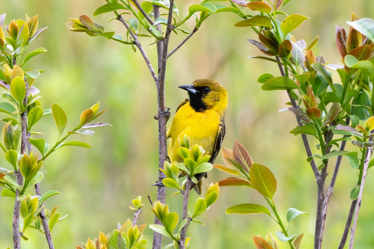Orchard Oriole - ML635256212
