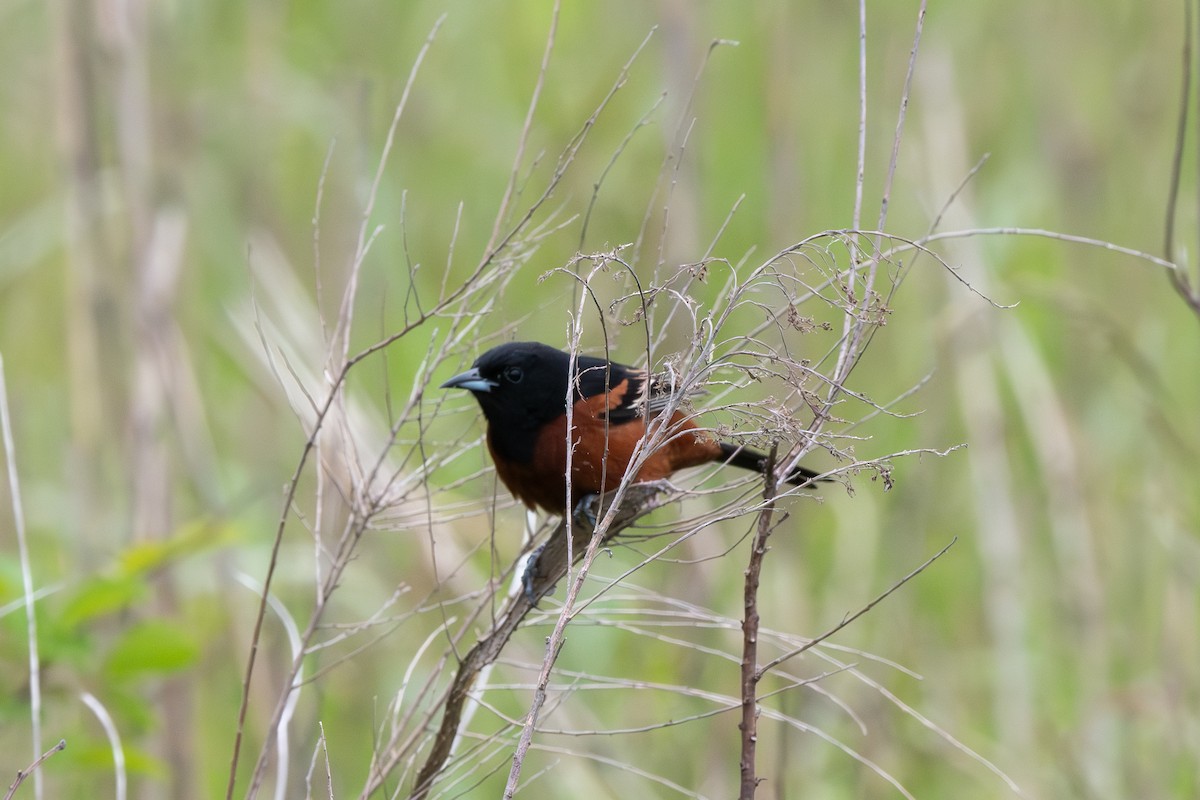 Orchard Oriole - ML635256213