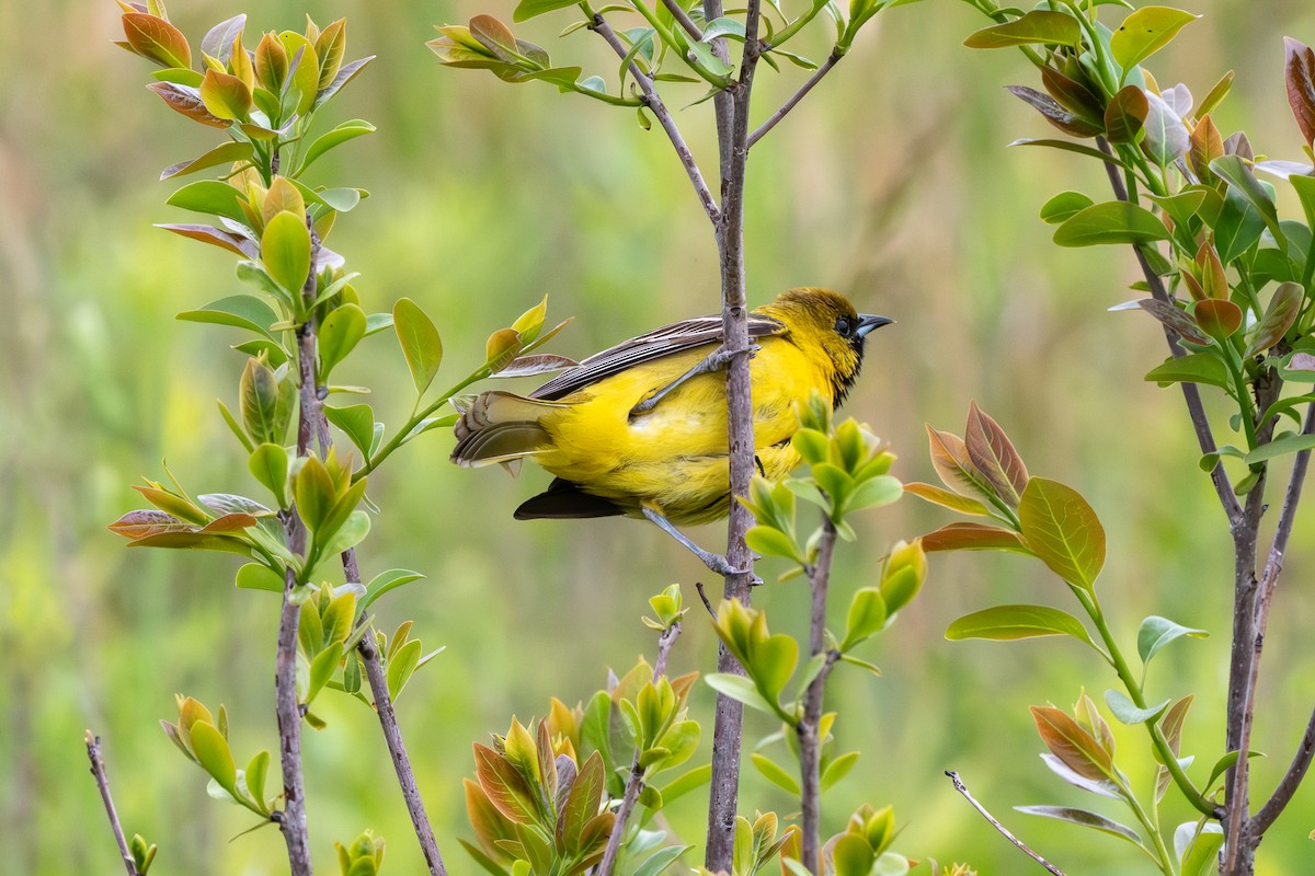 Orchard Oriole - ML635256214