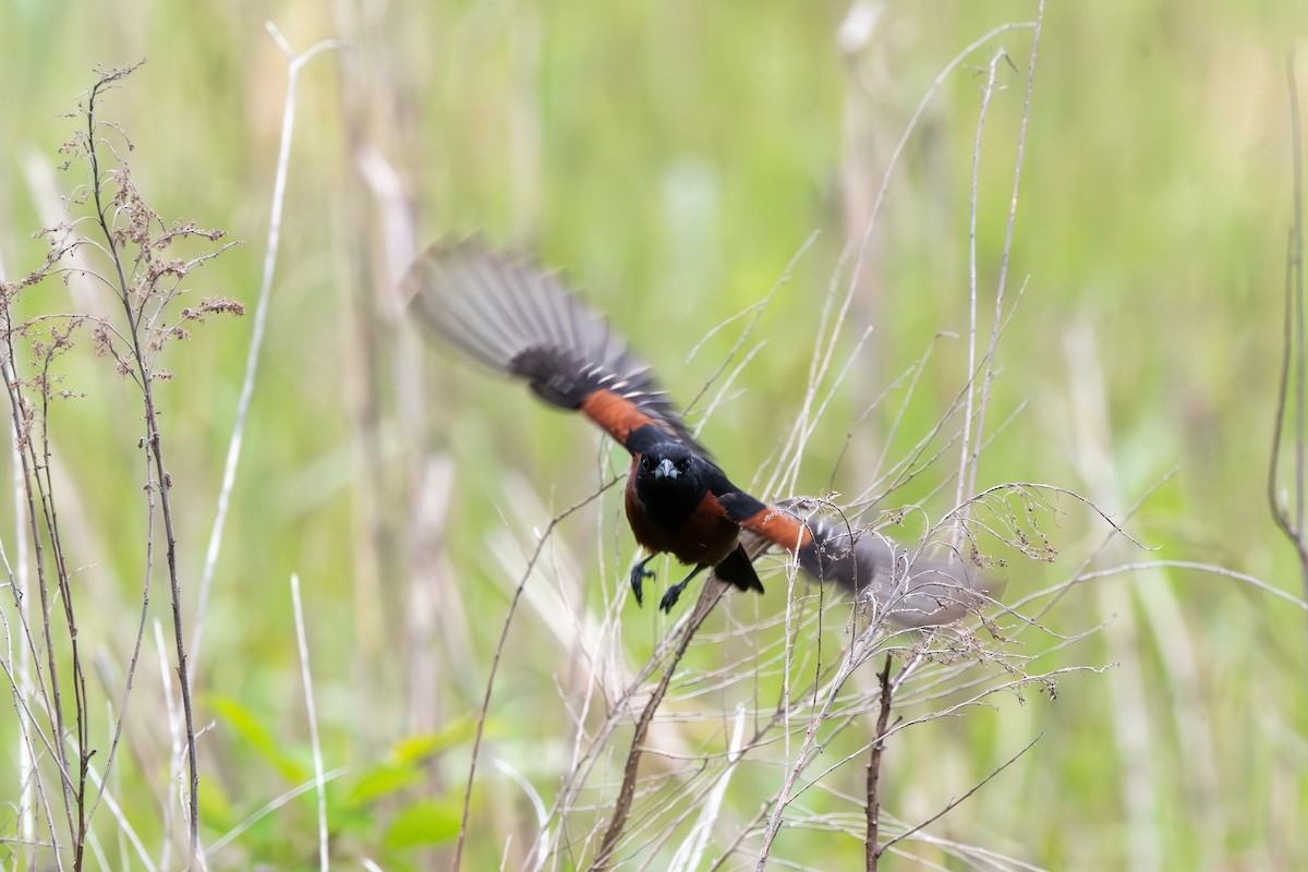 Orchard Oriole - ML635256215