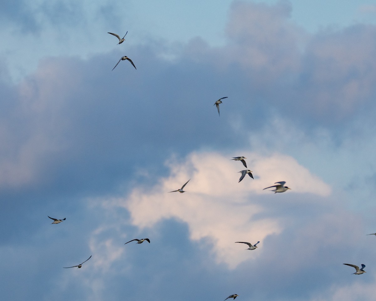 rybák nejmenší - ML635256247