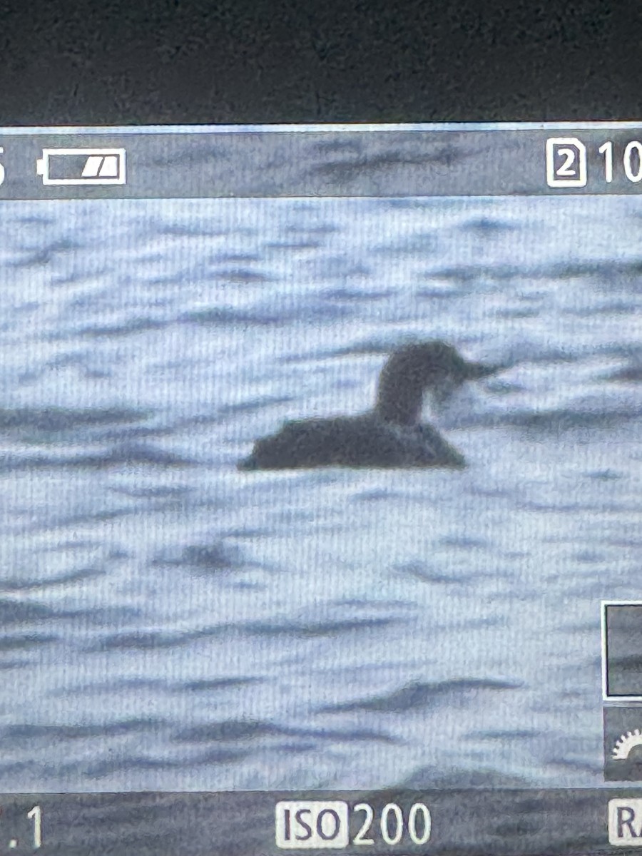 Common Scoter - ML635256249