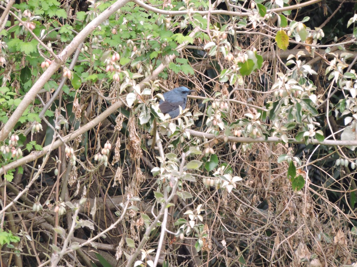 Blue Rock-Thrush (pandoo) - ML635256334
