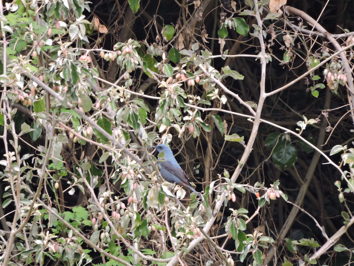 Blue Rock-Thrush (pandoo) - ML635256335