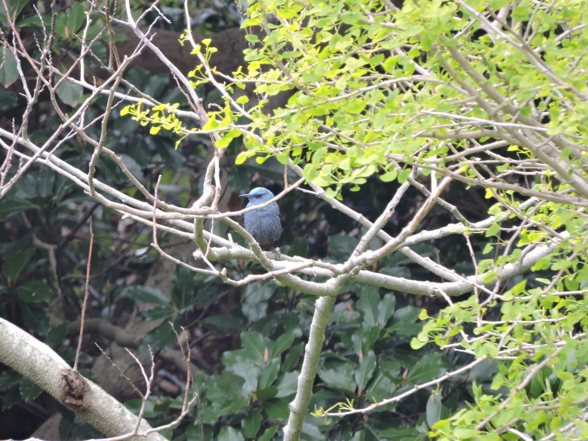 Blue Rock-Thrush (pandoo) - ML635256336