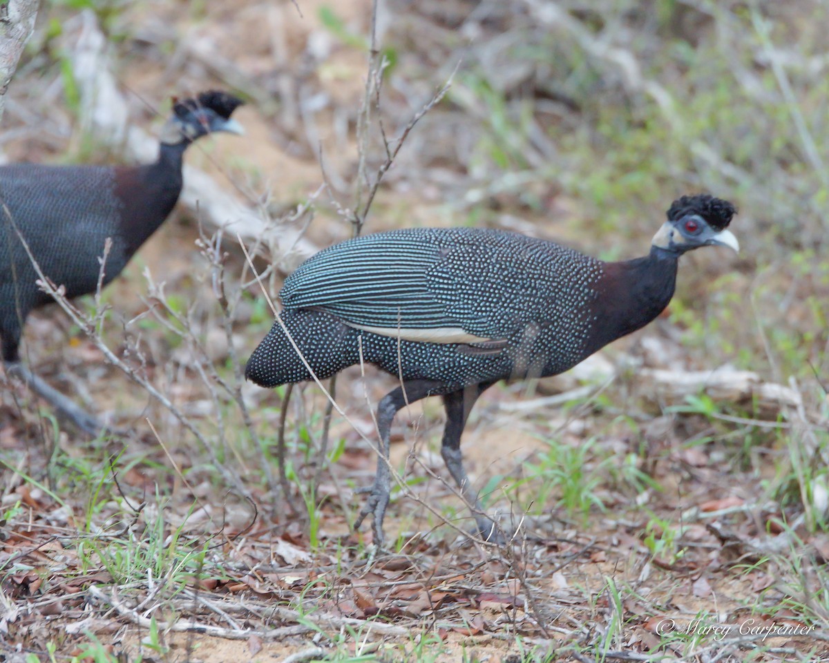 Southern Crested Guineafowl - ML635256388