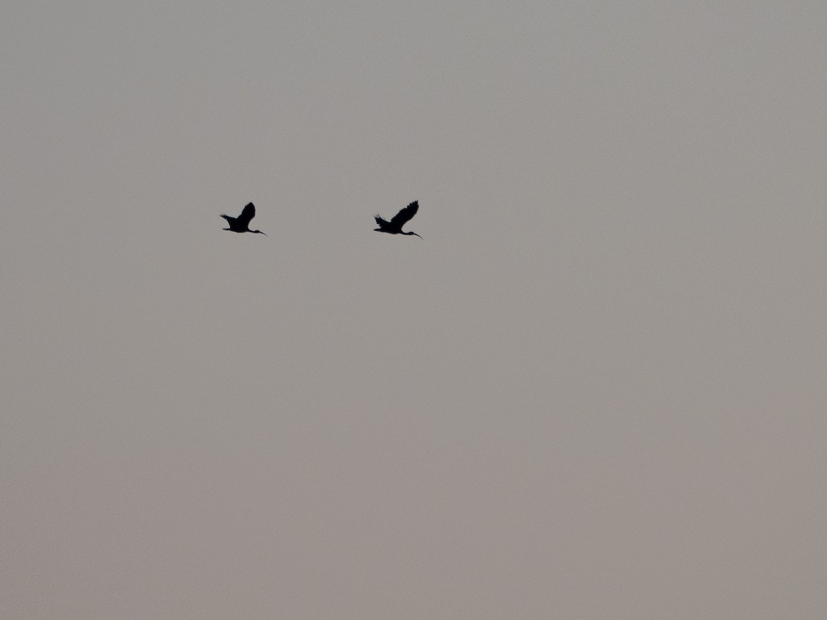 Bare-faced Ibis - ML635256398
