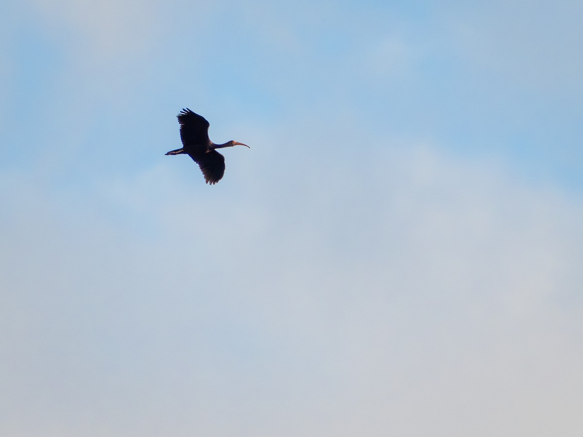 Bare-faced Ibis - ML635256399