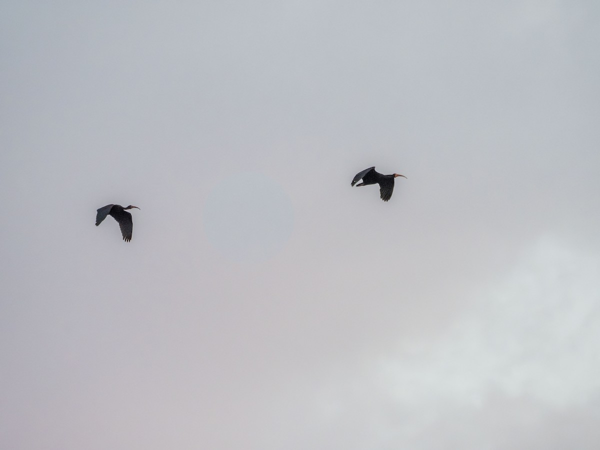 Bare-faced Ibis - ML635256400