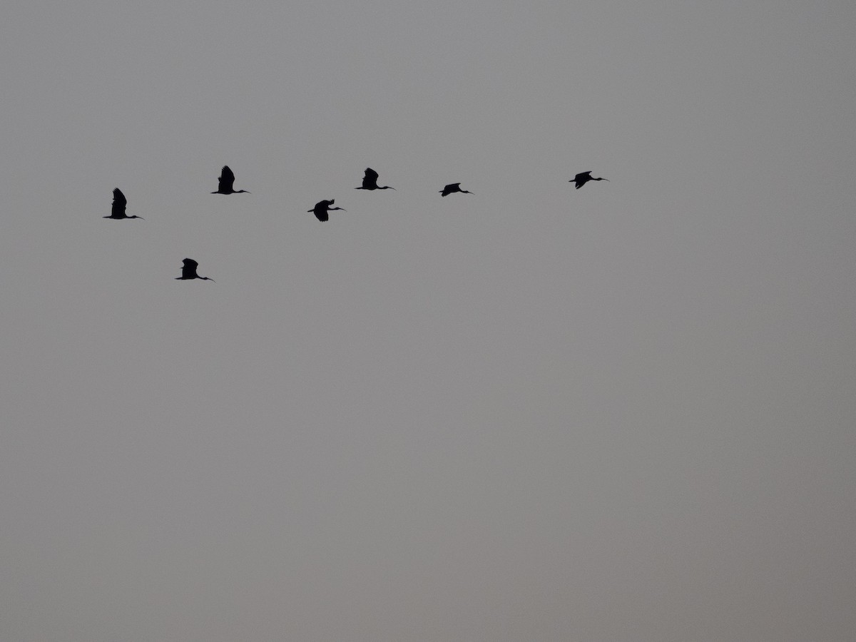 Bare-faced Ibis - ML635256402