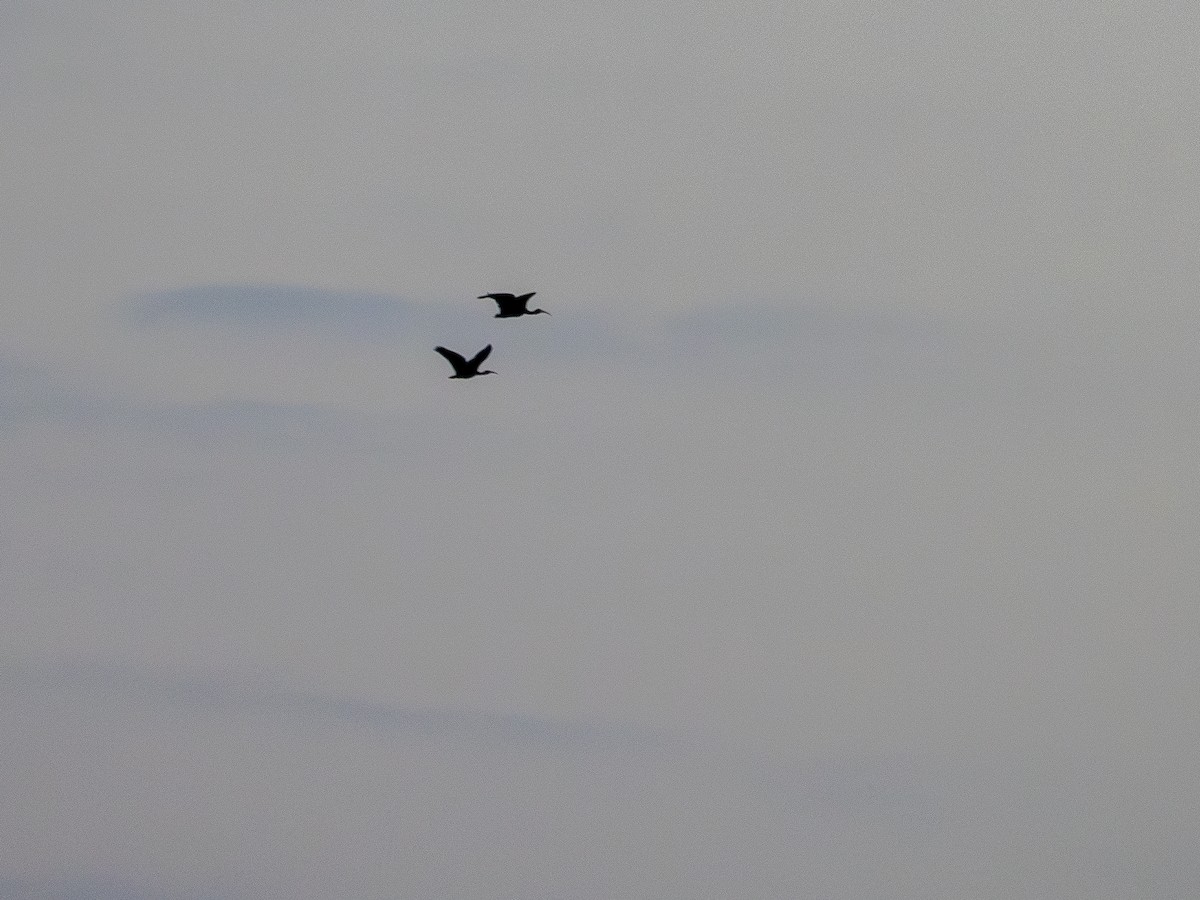 Bare-faced Ibis - ML635256403
