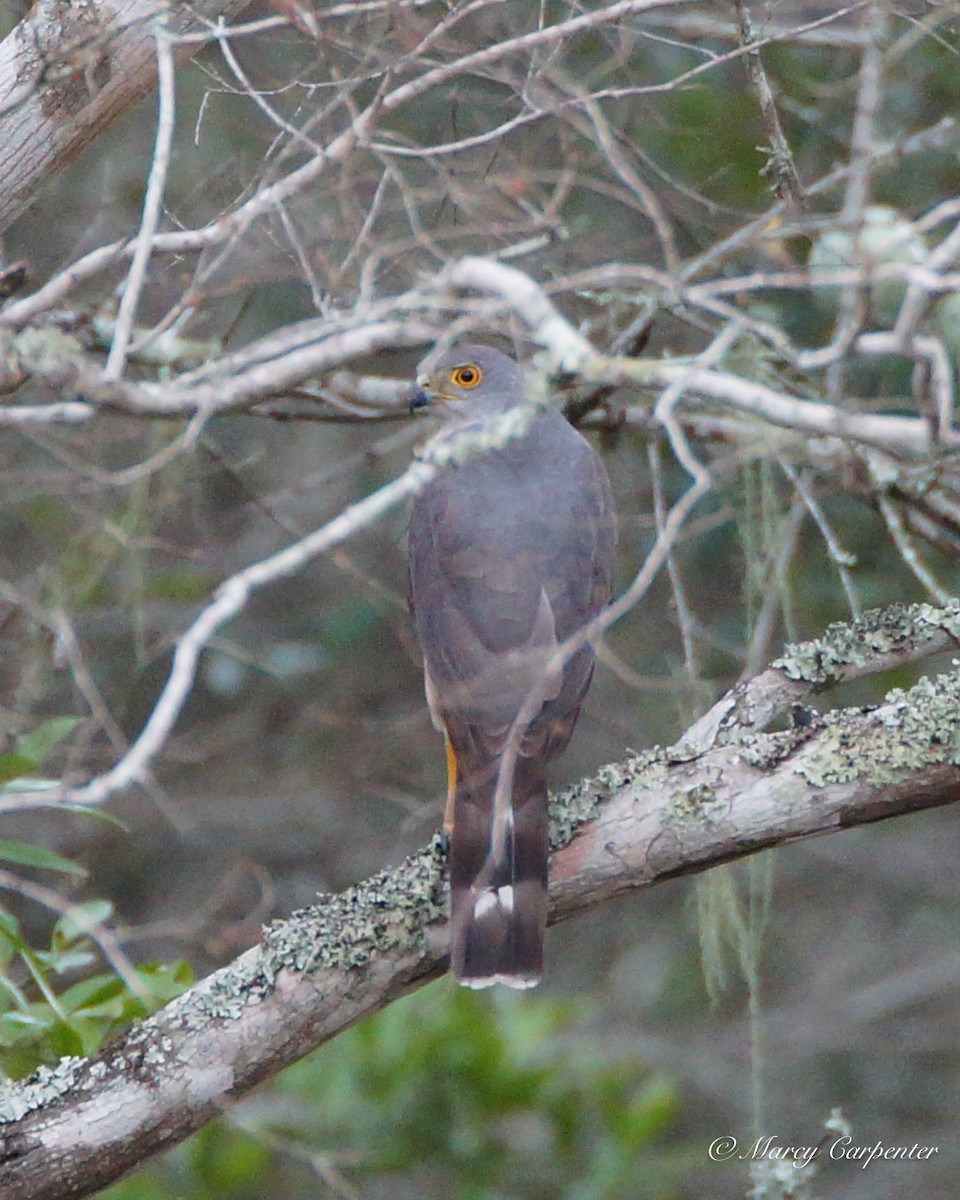 African Goshawk - ML635256407