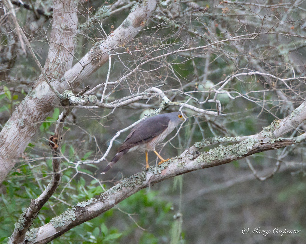 African Goshawk - ML635256408